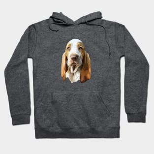 Bracco Italiano The gorgeous look! Hoodie